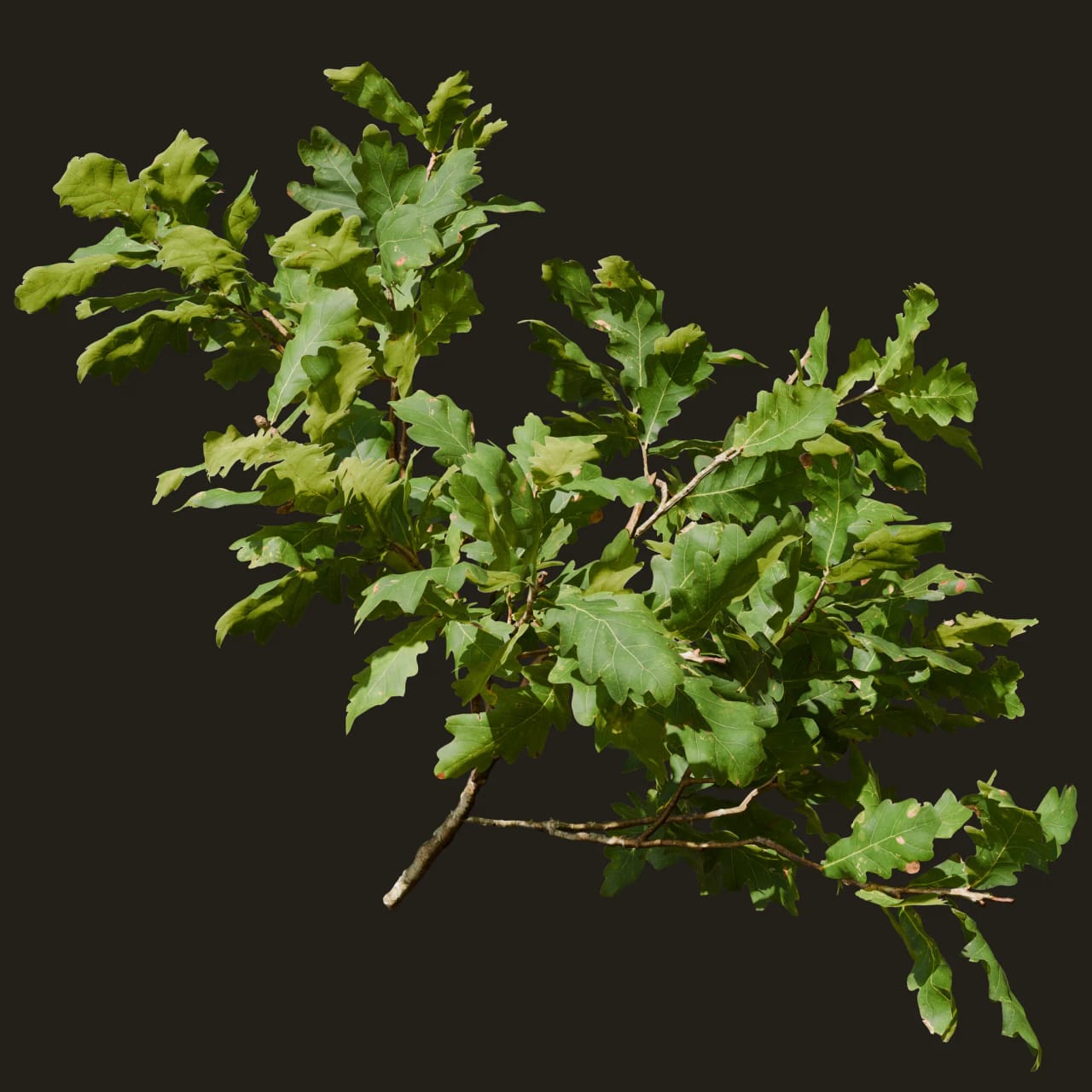 Quercus robur (Pedunculate Oak)