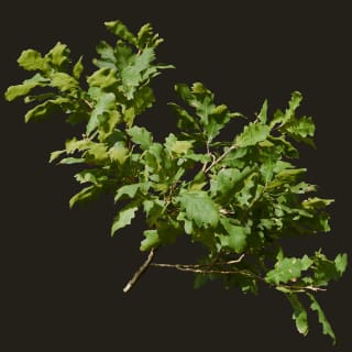 Quercus robur (Pedunculate Oak)