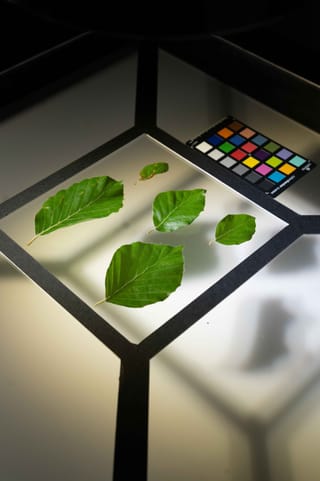 Leaves on the light table