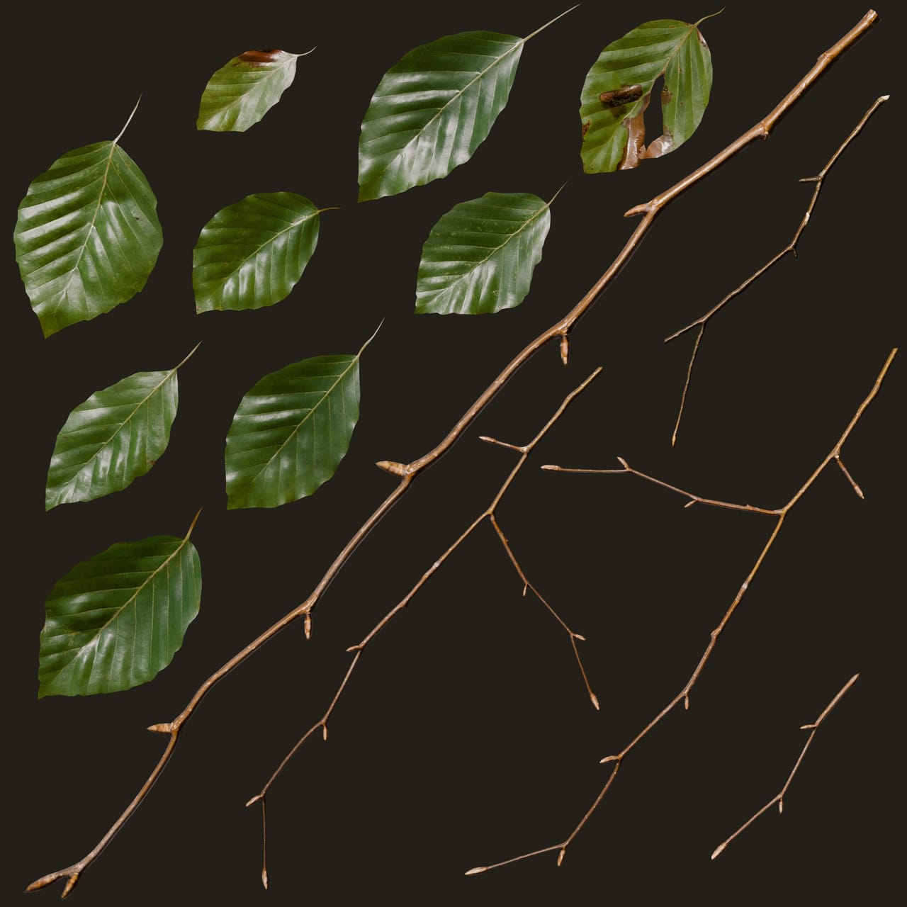Fagus sylvatica (Common Beech)
