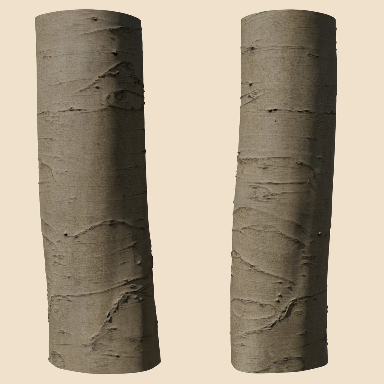 Fagus sylvatica (Common Beech)