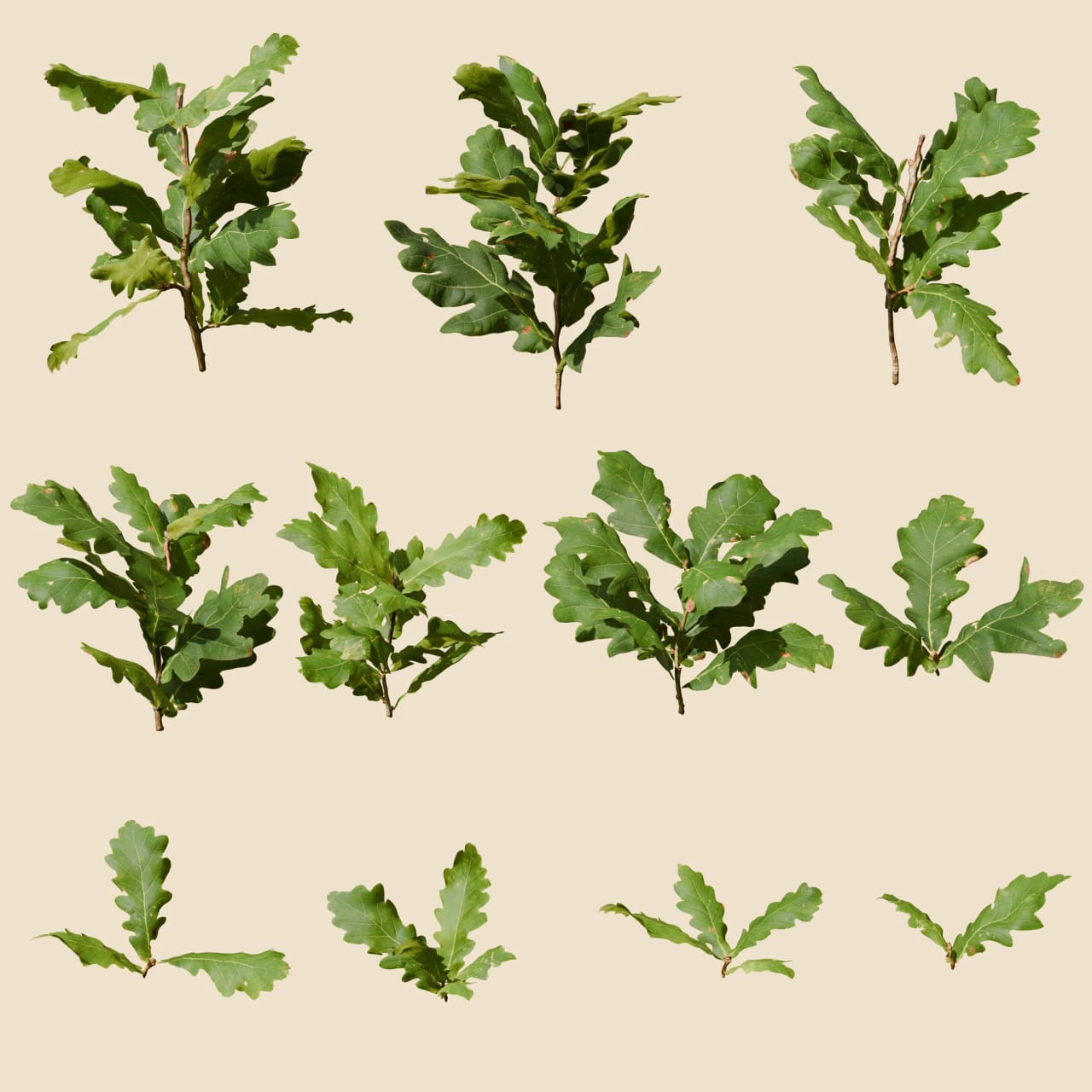 Quercus robur (Pedunculate Oak)