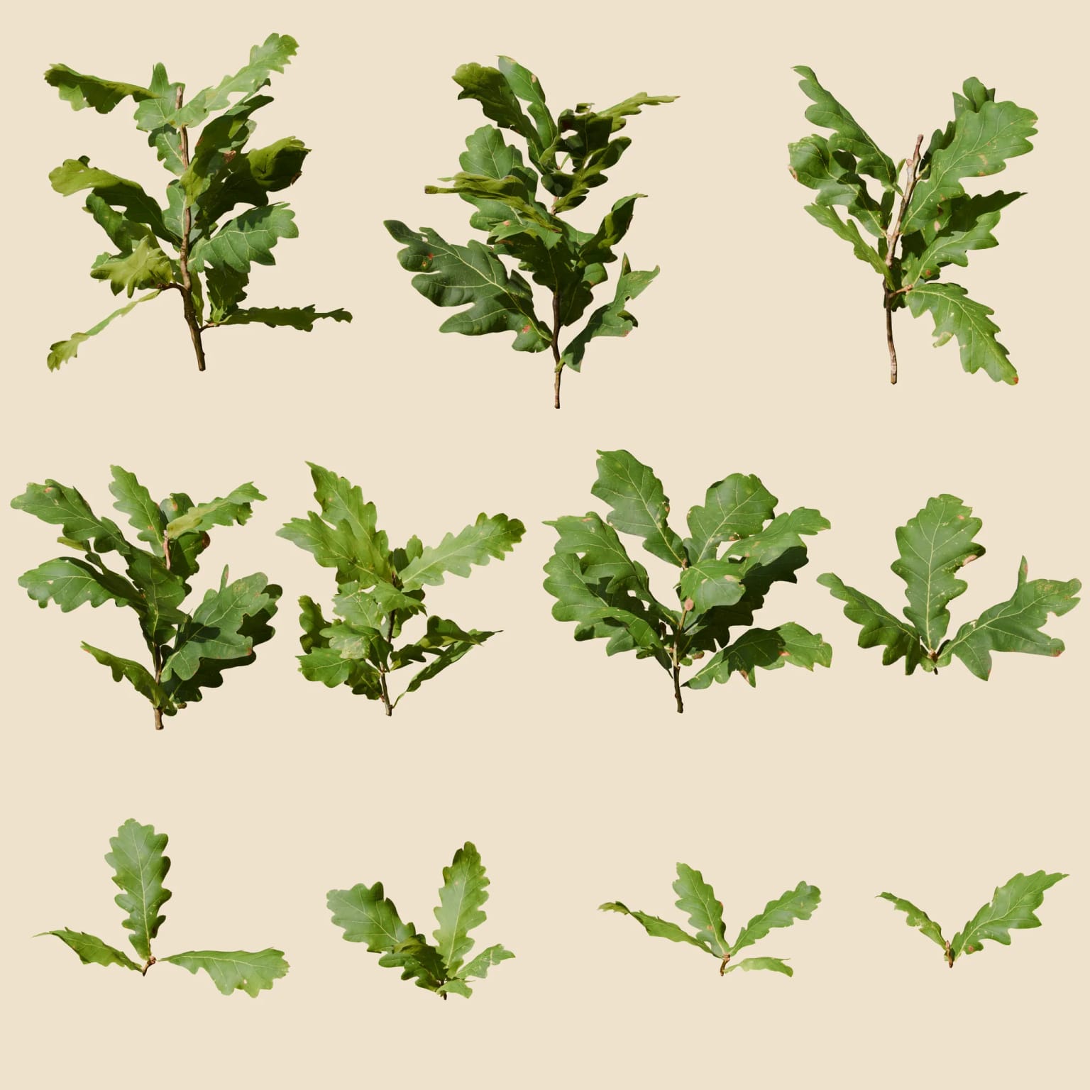 Quercus robur (Pedunculate Oak)