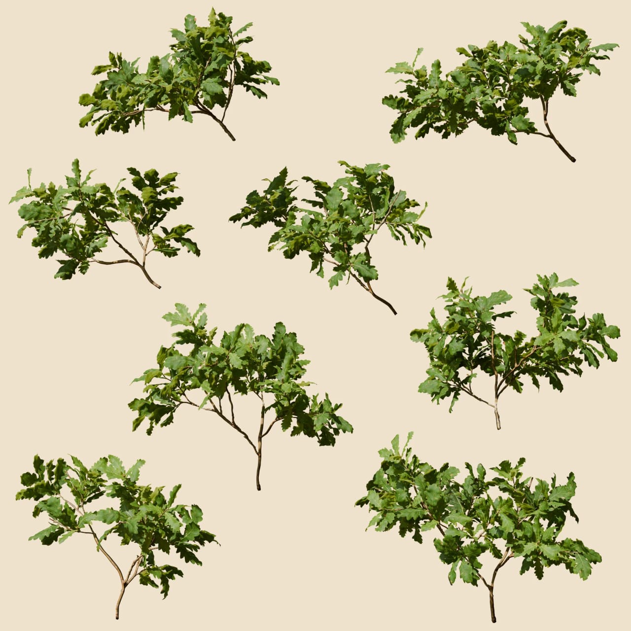 Quercus robur (Pedunculate Oak)