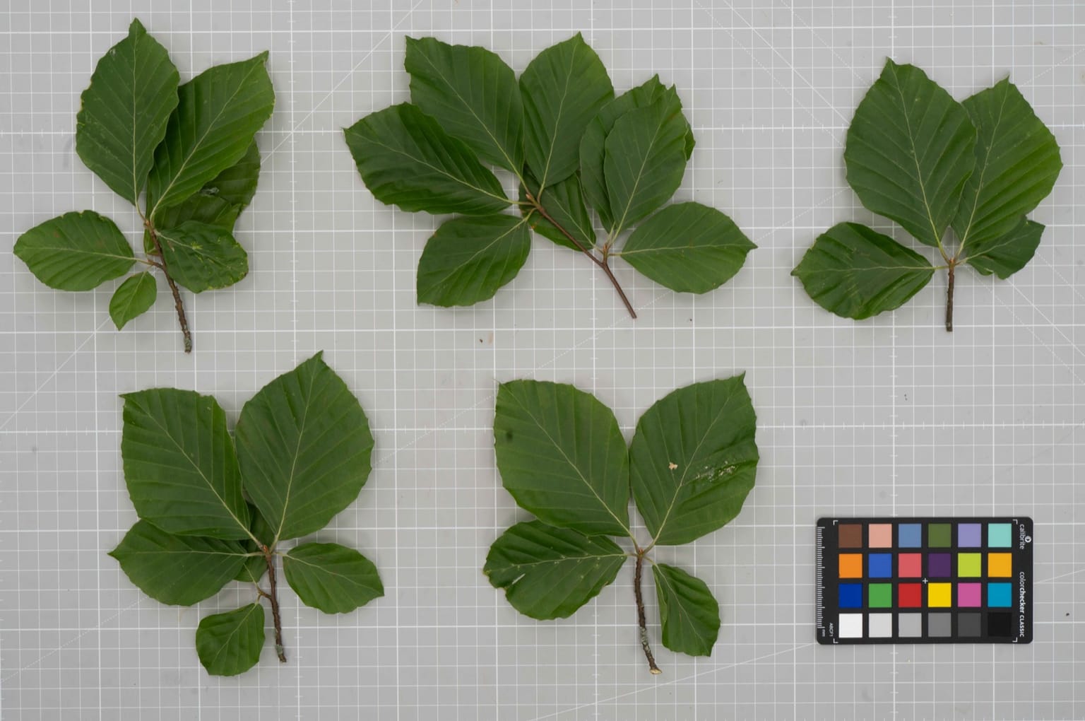 Branch clusters laid out for reference capture