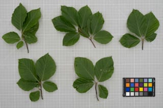 Branch clusters laid out for reference capture