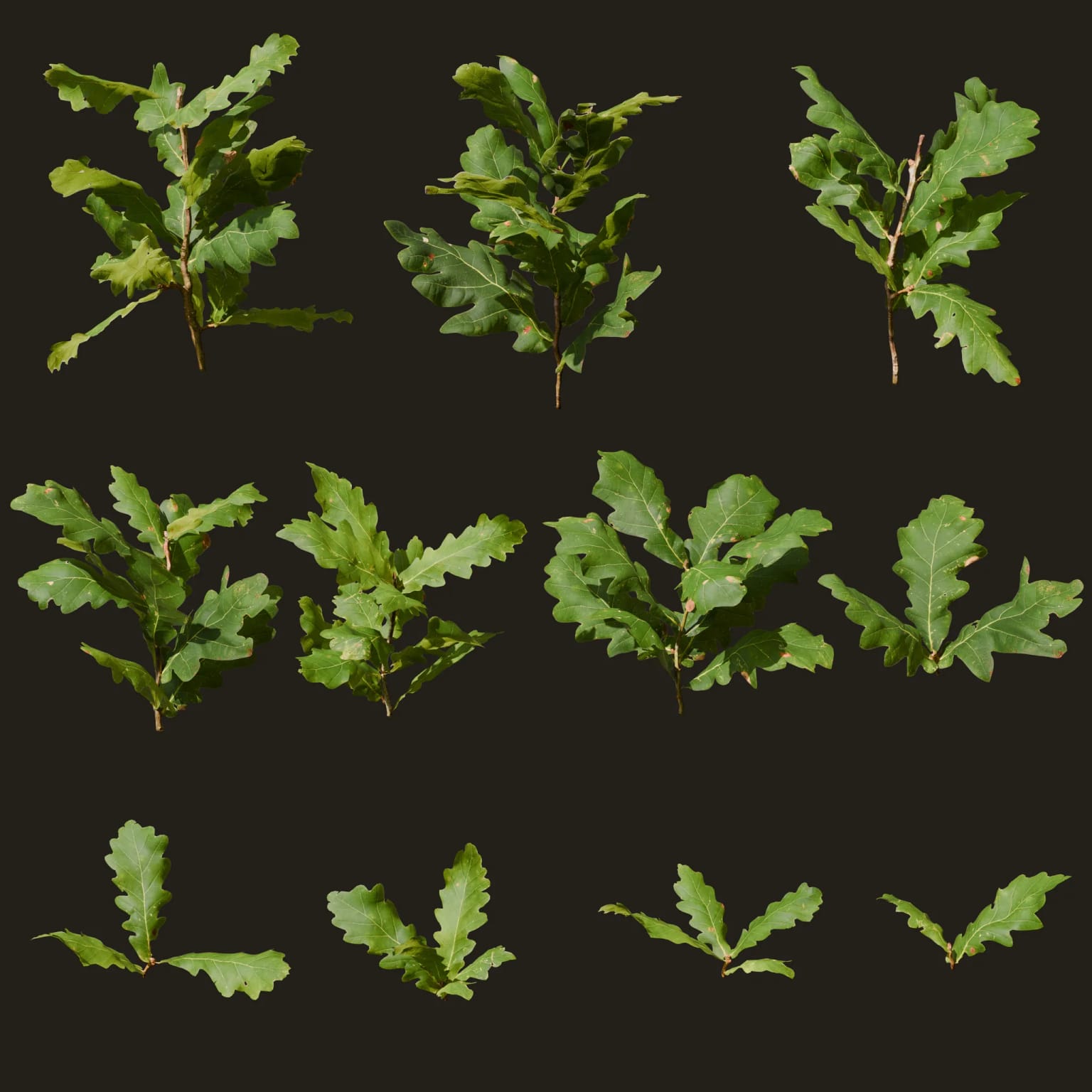 Quercus robur (Pedunculate Oak)