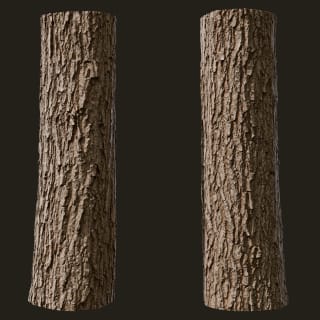 Quercus robur (Pedunculate Oak)