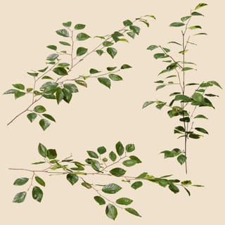 Fagus sylvatica (Common Beech)