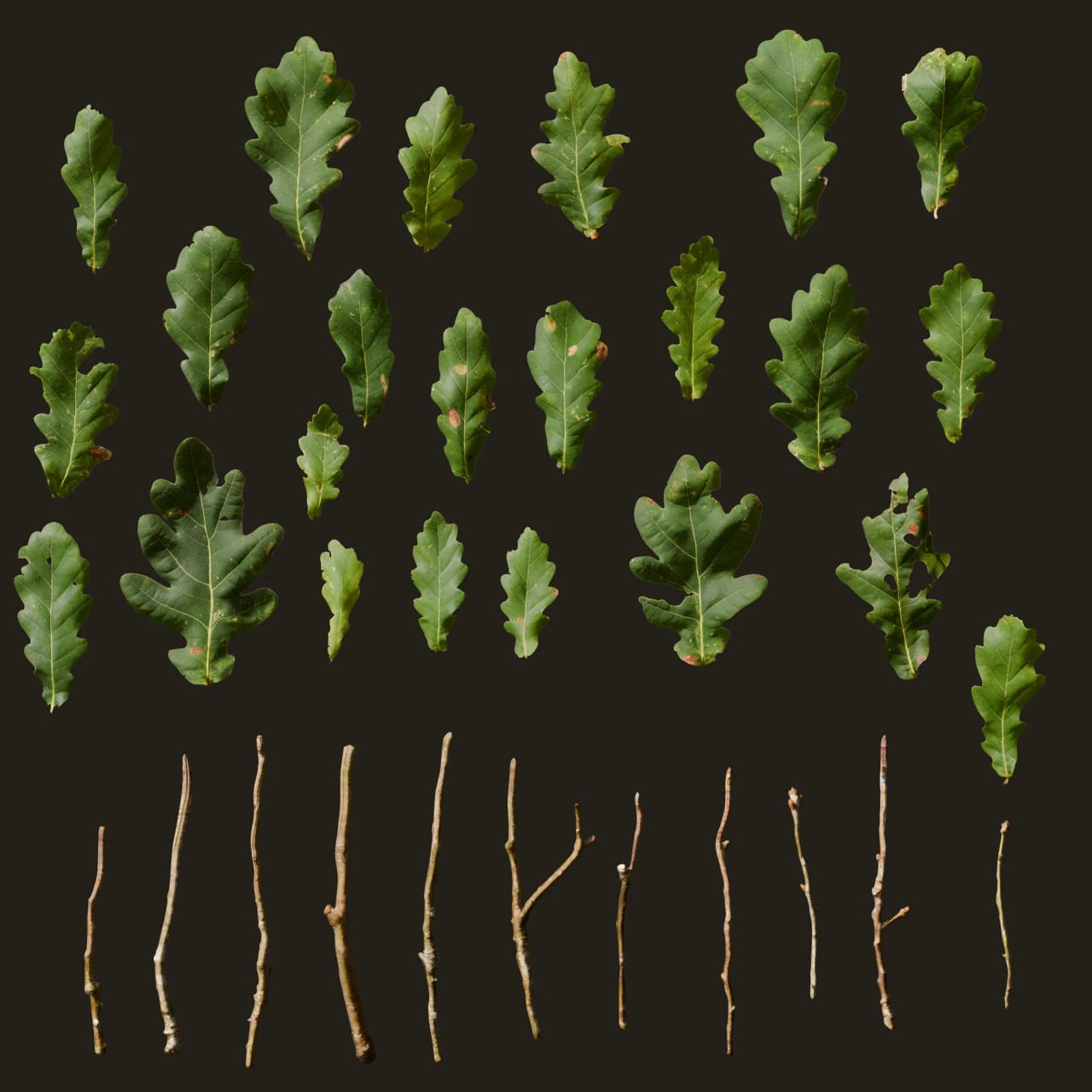 Quercus robur (Pedunculate Oak)