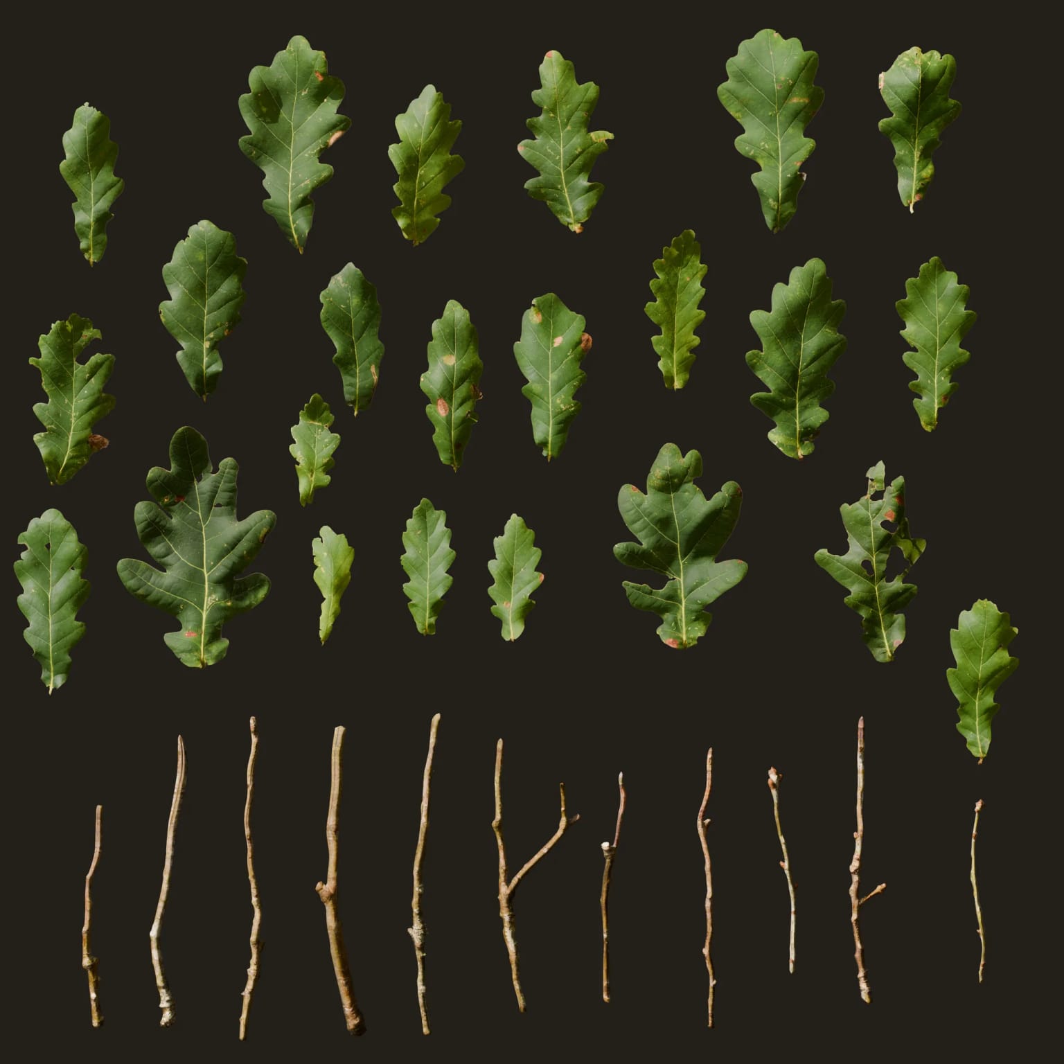 Quercus robur (Pedunculate Oak)