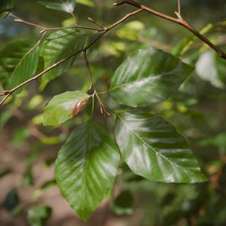 Fagus sylvatica (Common Beech)