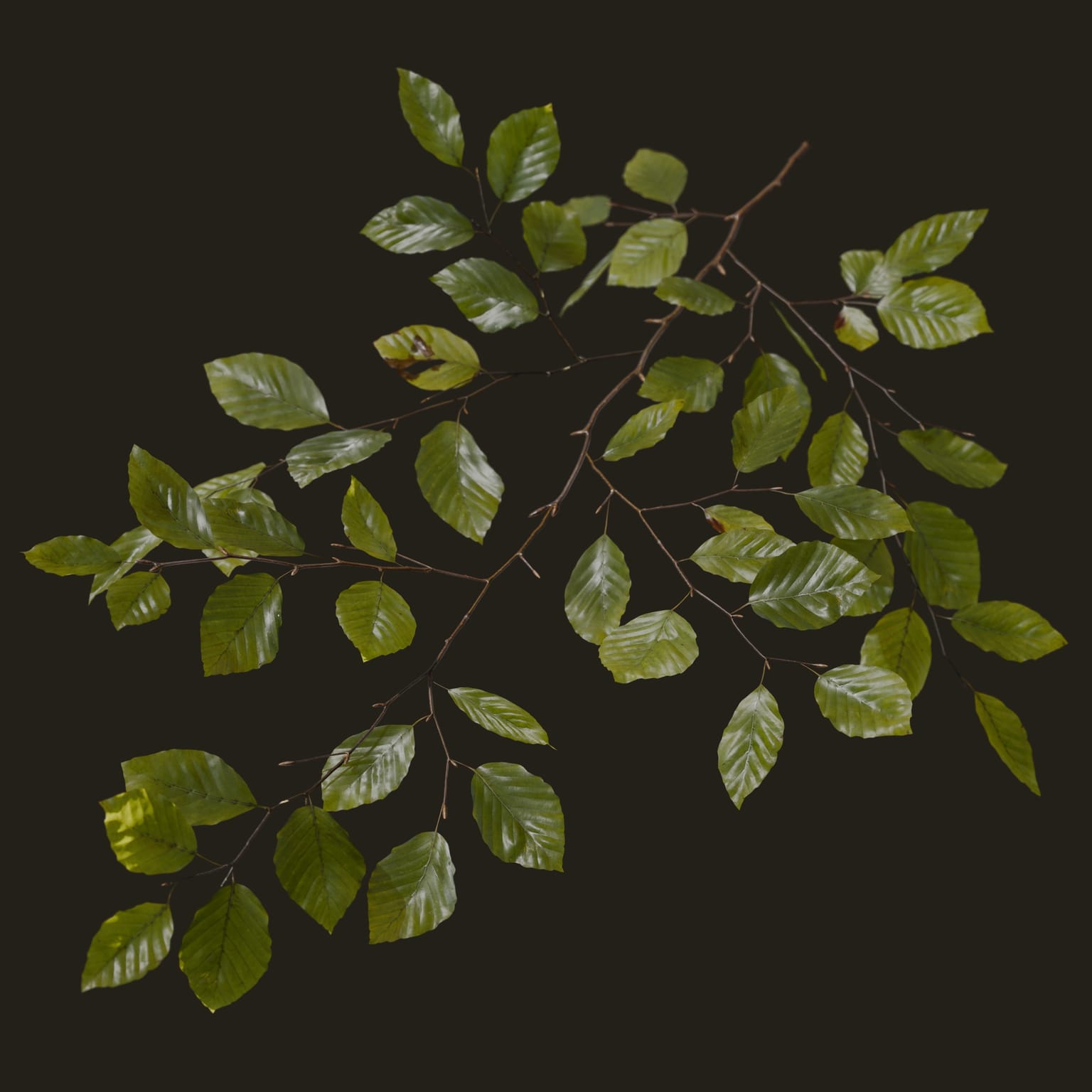 Fagus sylvatica (Common Beech)