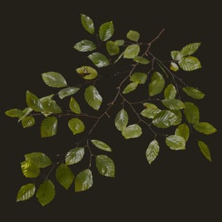 Fagus sylvatica (Common Beech)