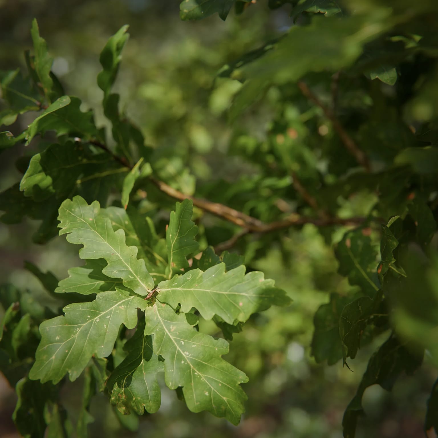 Quercus robur (Pedunculate Oak)
