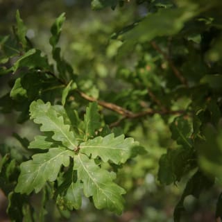 Quercus robur (Pedunculate Oak)