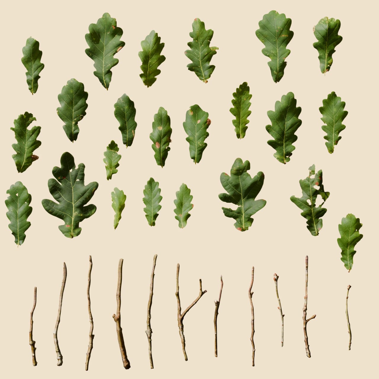 Quercus robur (Pedunculate Oak)