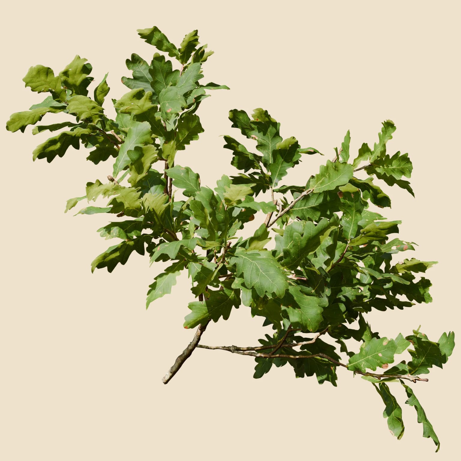 Quercus robur (Pedunculate Oak)