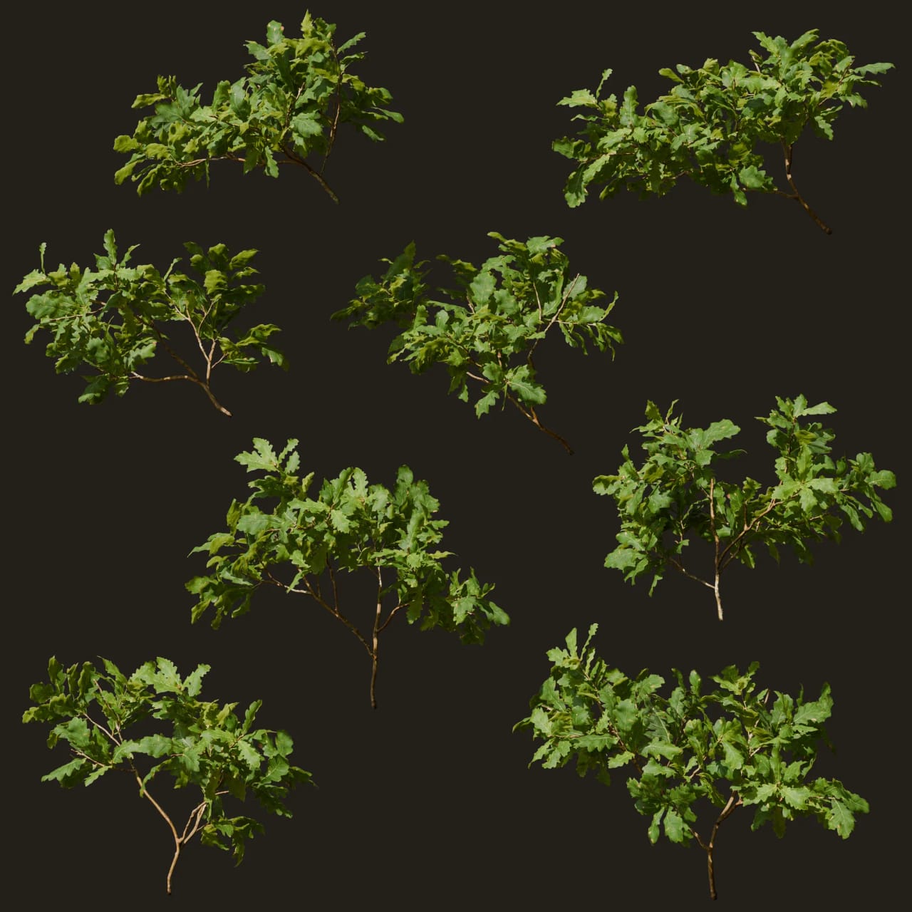 Quercus robur (Pedunculate Oak)