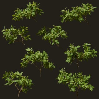 Quercus robur (Pedunculate Oak)