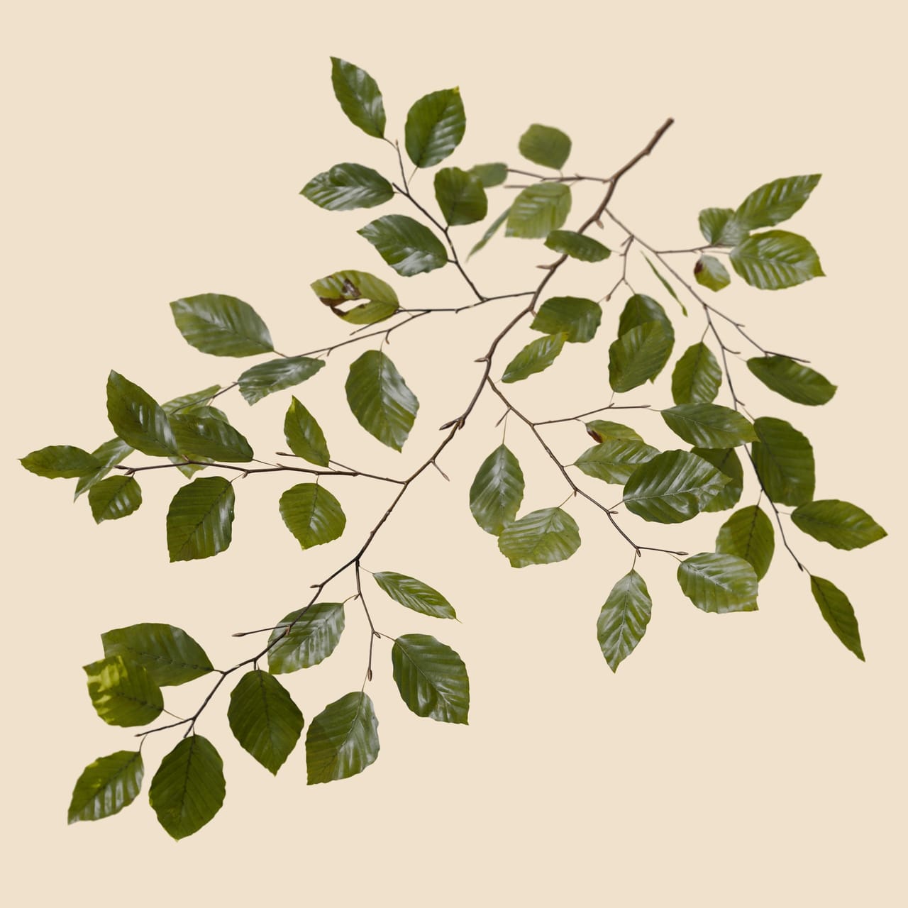 Fagus sylvatica (Common Beech)