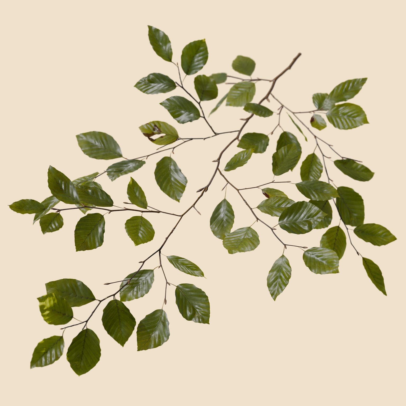 Fagus sylvatica (Common Beech)