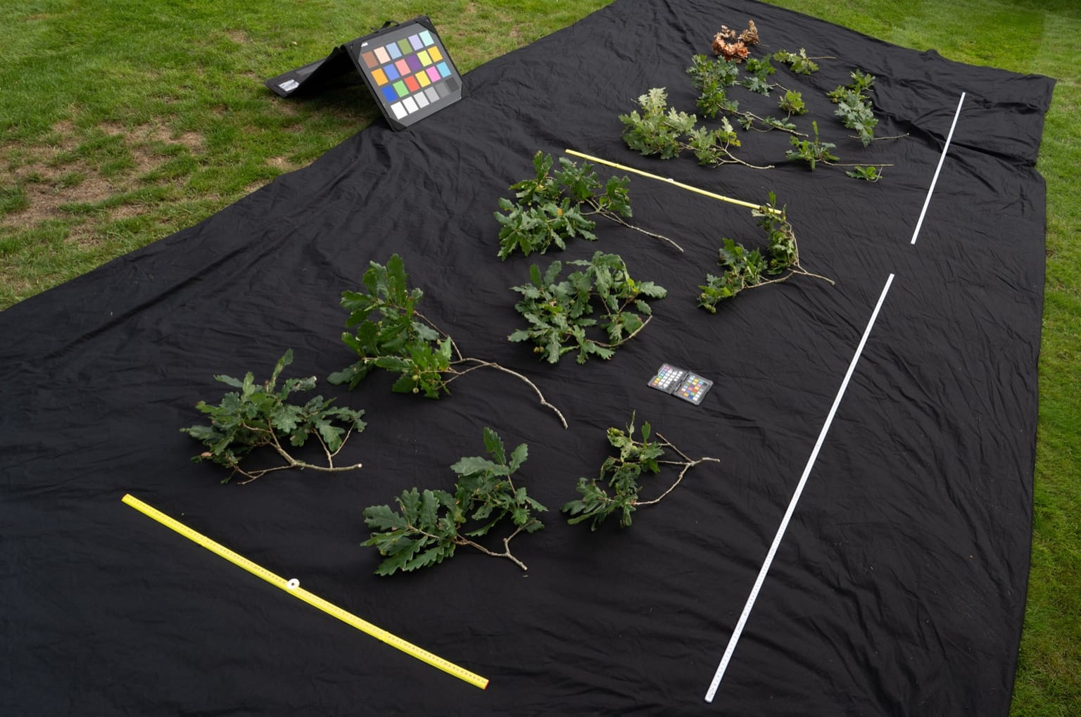 Field capture on black cloth