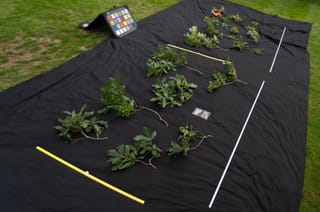 Field capture on black cloth