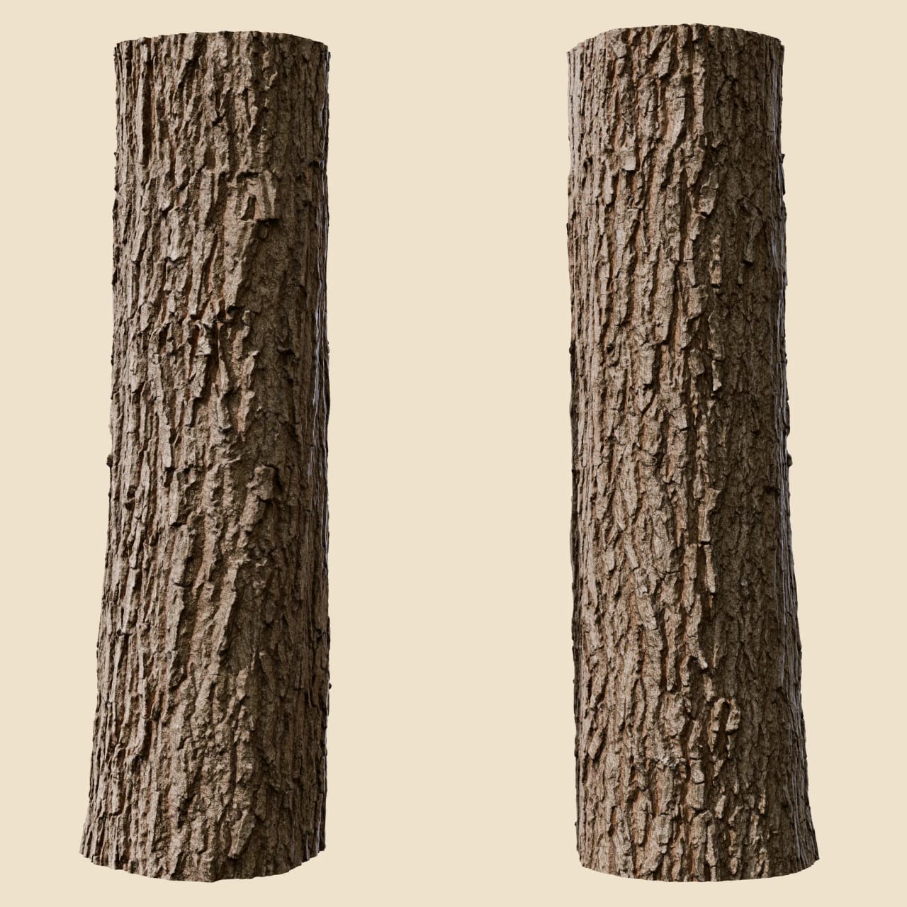Quercus robur (Pedunculate Oak)