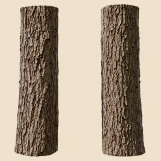 Quercus robur (Pedunculate Oak)