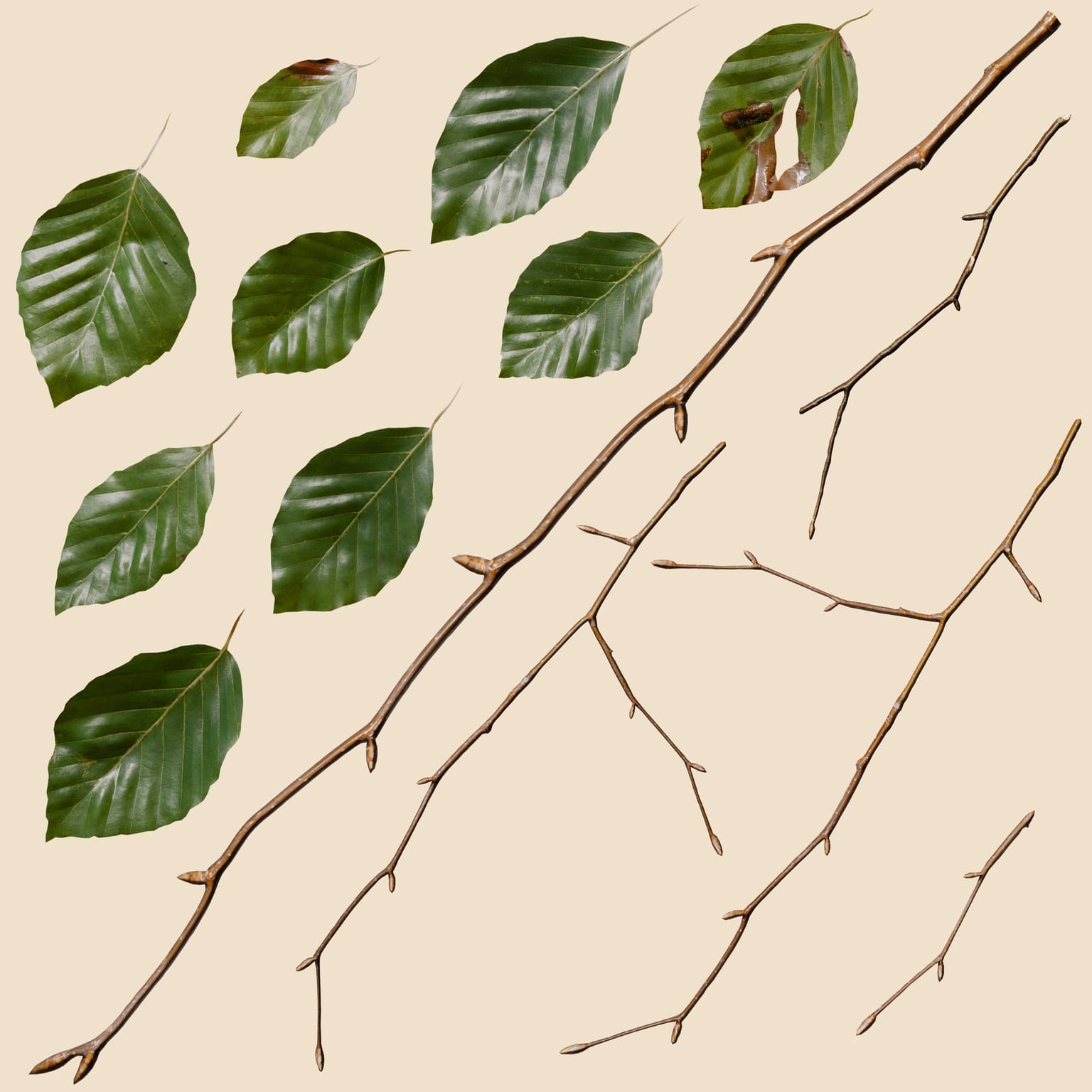 Fagus sylvatica (Common Beech)