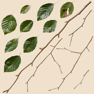 Fagus sylvatica (Common Beech)
