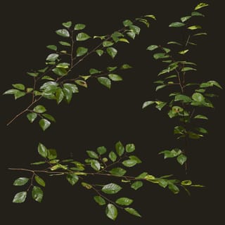 Fagus sylvatica (Common Beech)